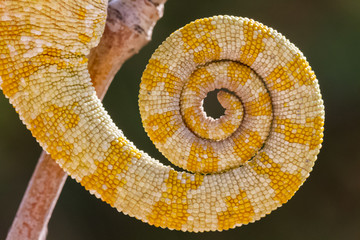 tail of a chameleon