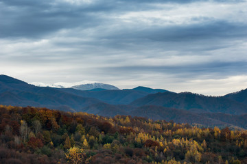 Autumn landscape scene with yellow forest and mountain in the background