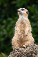 Fototapeta premium Meerkat