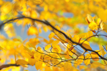 Yellow leaves close up in bright sunset