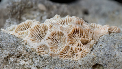 Coral Fossil © mattcuda