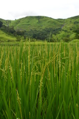 farm of rice, paddy field