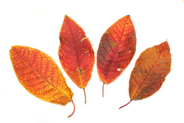 Bright autumn leaves on a white background isolated.