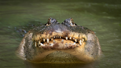Alligator Bellowing