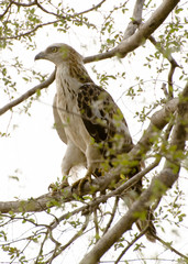 crested hawk eagle bird on a branch
