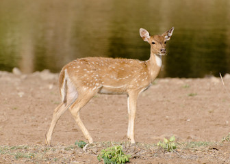Naklejka na ściany i meble female spotted deer