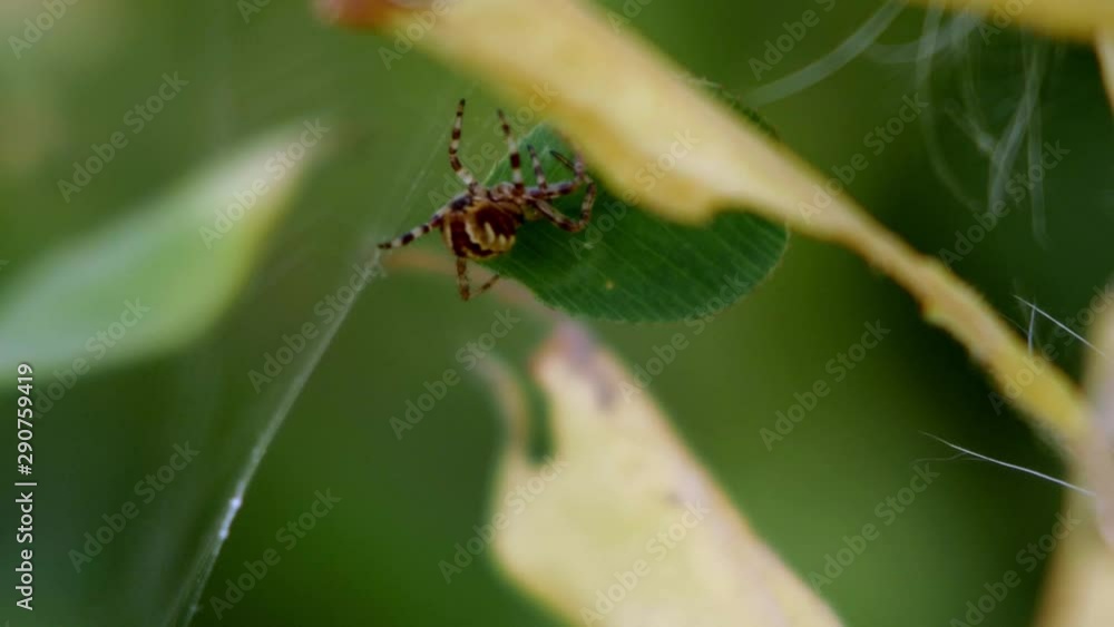 Aufkleber an orb-weaver throwing a leaf out of its web. close-up macro shot.
