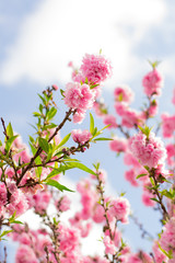 peach flower on the top of the tree with a blue sky in the background 