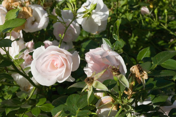 Wilde Rose 1