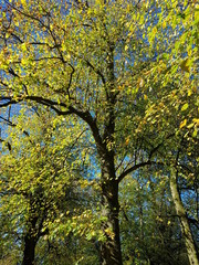 A Burst of Green and Blue Tree Foliage