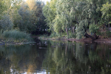 Naklejka na ściany i meble lake in the summer Park