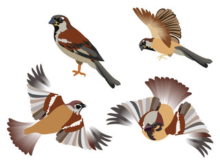 Obraz premium Set, little birds sparrows, 4 pieces. Isolated over white background. In minimalist style. Cartoon flat