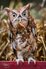 Eastern Screech Owl