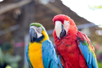 Obraz premium Portrait of beautiful colorful blue yellow red parrot macaws bird in outdoor park. Exotic pet