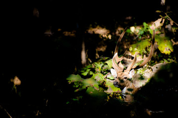 indian spotted deer in sunlight