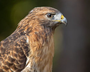 Red-shouldered Hawk