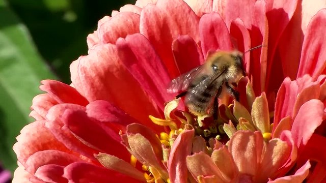 Orange Zinnie und rotpelzige Sandbiene (Gro&szlig;aufnahme)