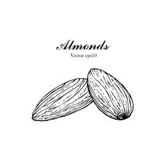 Hand drawn illustration Almond seeds for Logo, Packaging, monochrome ink style vector eps10.