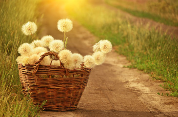 Huge fluffy white dandelions in a wicker basket on a dirt road among the fields.