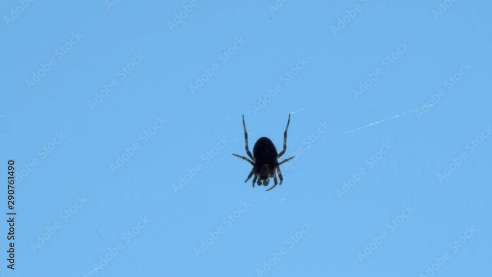 Poster an orb-weaving spider sitting on almost transparent web against a sky in the background. close-up ma