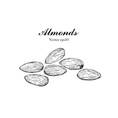 Hand drawn illustration Almond seeds for Logo, Packaging, monochrome ink style vector eps10.