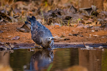 brahminy kite bird drinking water