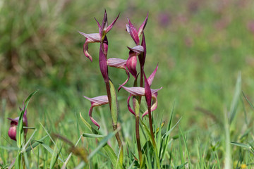 Serapias istriaca  in in Cape Kamenjak, Croatia