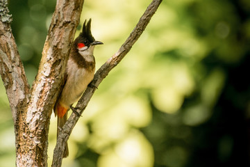 bird on a branch red whiskered bul bul
