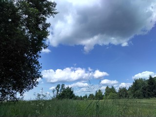 Obraz premium landscape with tree and blue sky
