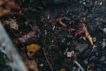 Landscape of Arashiyama