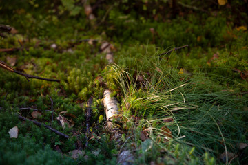 Early morning Forest