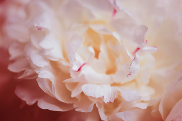 Pastel background of peony petals, blooming flower closeup