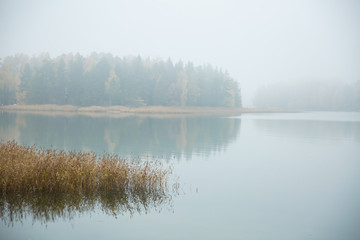 Fototapeta premium Serene Scandinavian fall landscape of Southern Finland, Espoo in foggy day. Colorful autumn forest reflecting in calm sea water. Fallen leaves on water surface and misty sea. Serene Scandinavian fall 