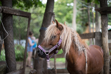 portrait of a red horse