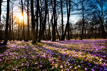 Saffron flowers carpet on the meadows, nature