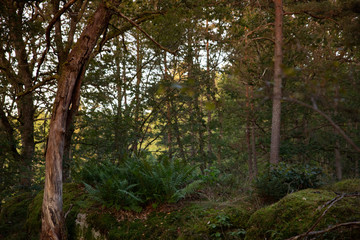 Early morning Forest