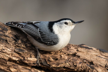 White-breasted Nuthatch