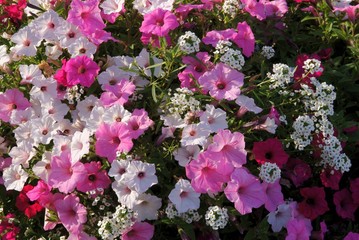 purple and multicolor flowers of petania potted plant