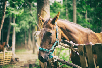 Fototapeta premium portrait of a red horse