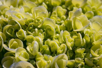 Closeup of green hydrangea flowers blooming in the garden. Natural flowers background. Shallow depth of field.