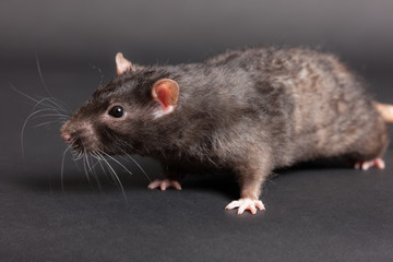 black domestic rat
