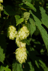 green cones of common hop plant close up