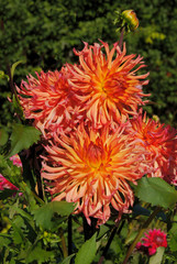 Obraz premium yellow,red or pink flowers of dahlia plant in a garden