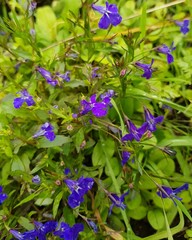 Vivid Blue Lobelia Flowers