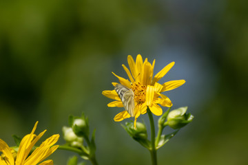 Wunderful colorful flowers