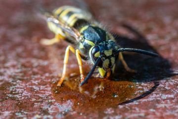 A super macro photograph of a wasp feeding on a puddle of sticky honey in the summer time on a rusty metal textured background