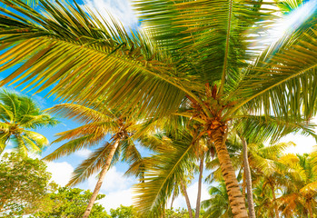Palm trees under a sun shining in Bois Jolan beach