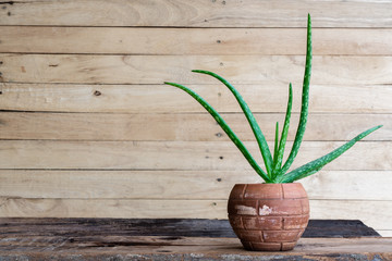 Aloe vera pot plants on wooden table, natural skin therapy concept