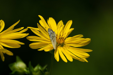 Wunderful colorful flowers