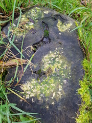 Mossy Lichen Covered Tree Stump